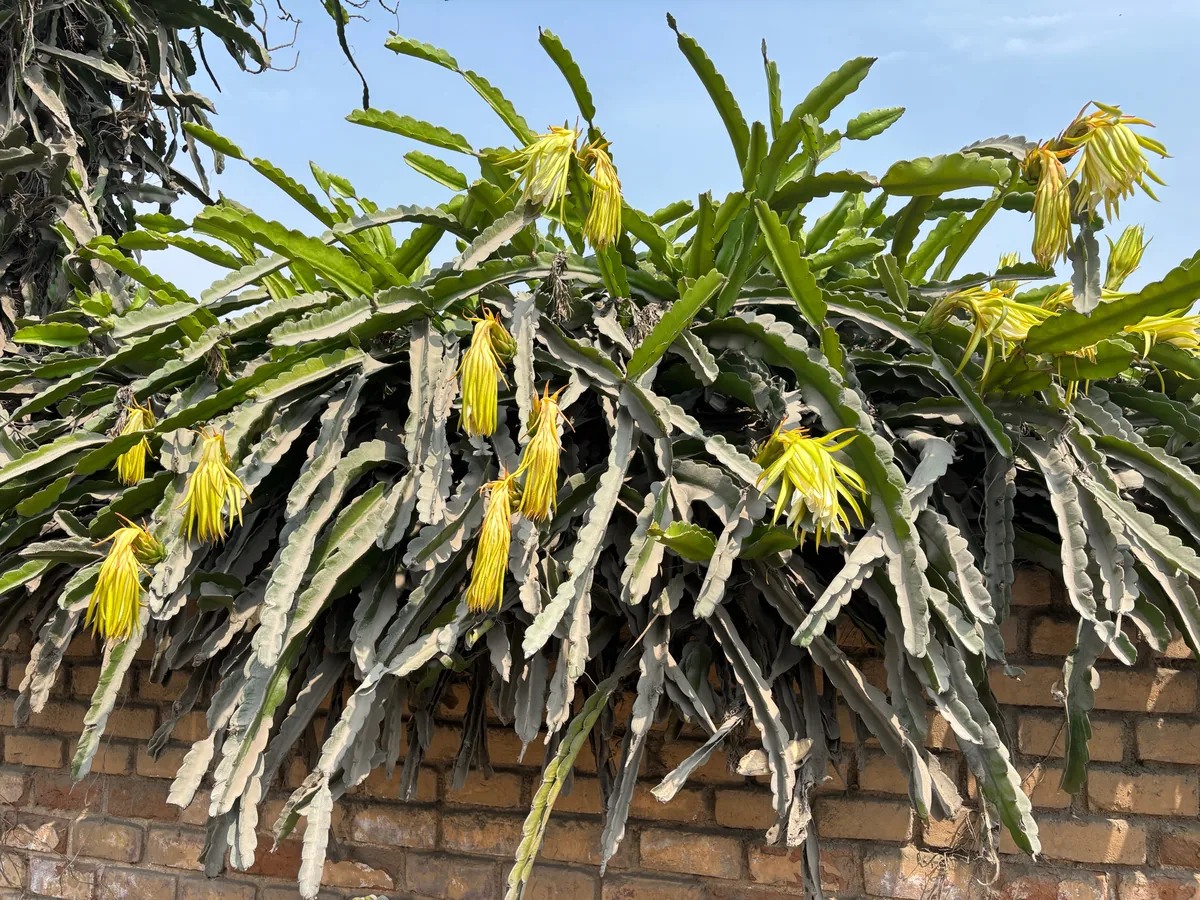 Dragonfruit (Selenicereus undatus), photograph