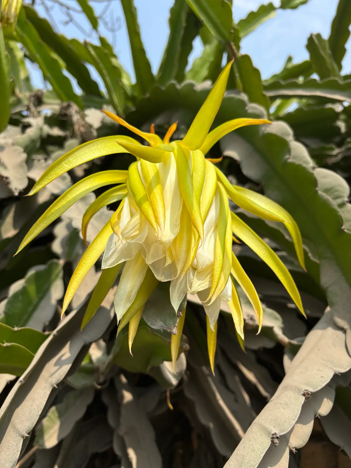 Dragonfruit (Selenicereus undatus), photograph