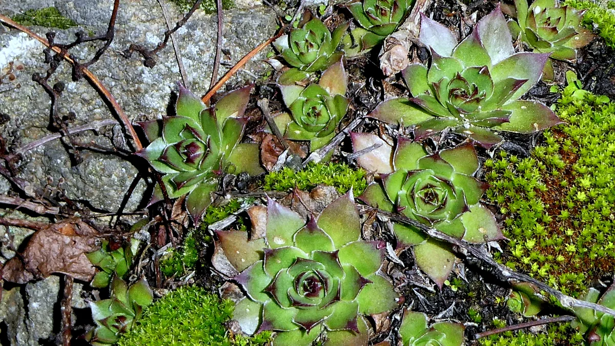 Hens And Chicks (Sempervivum tectorum), photograph