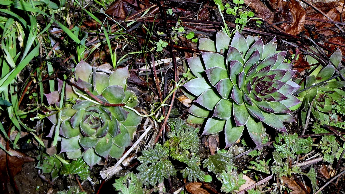 Hens And Chicks (Sempervivum tectorum), photograph