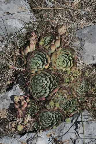 Hens And Chicks (Sempervivum tectorum), photograph