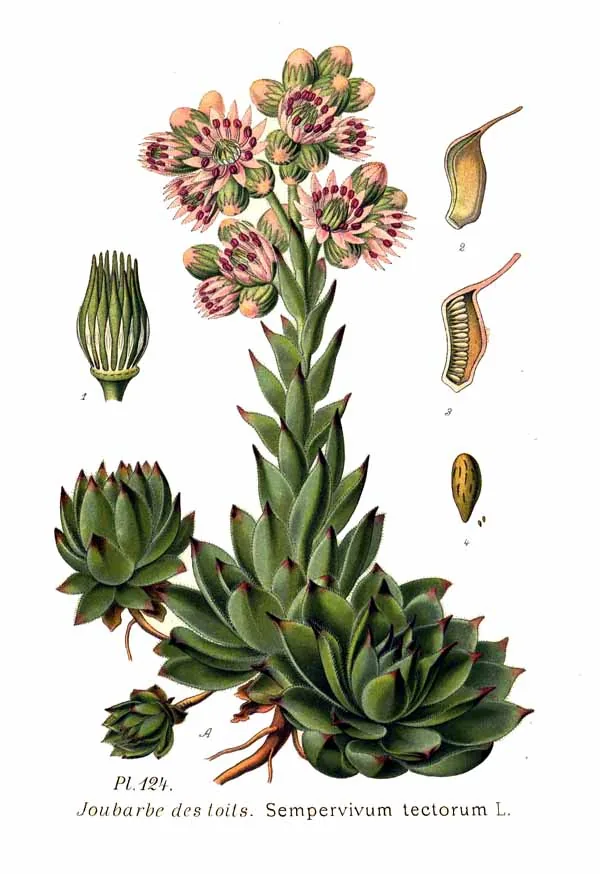 Hens And Chicks (Sempervivum tectorum), botanical illustration