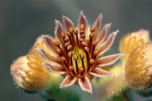 Photo: (c) Armin G. Fabritzek, some rights reserved · CC BY · via iNaturalist hens and chicks (Sempervivum tectorum), photograph