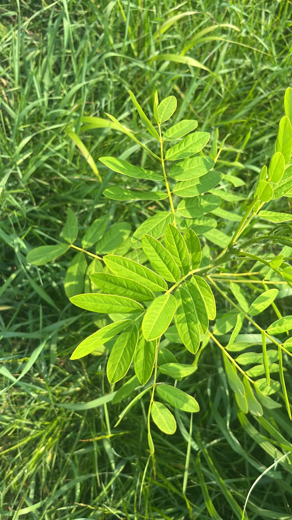 Wild Senna (Senna hebecarpa), photograph