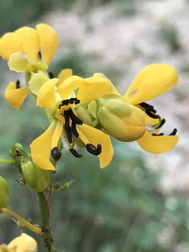 wild senna (Senna hebecarpa), photograph