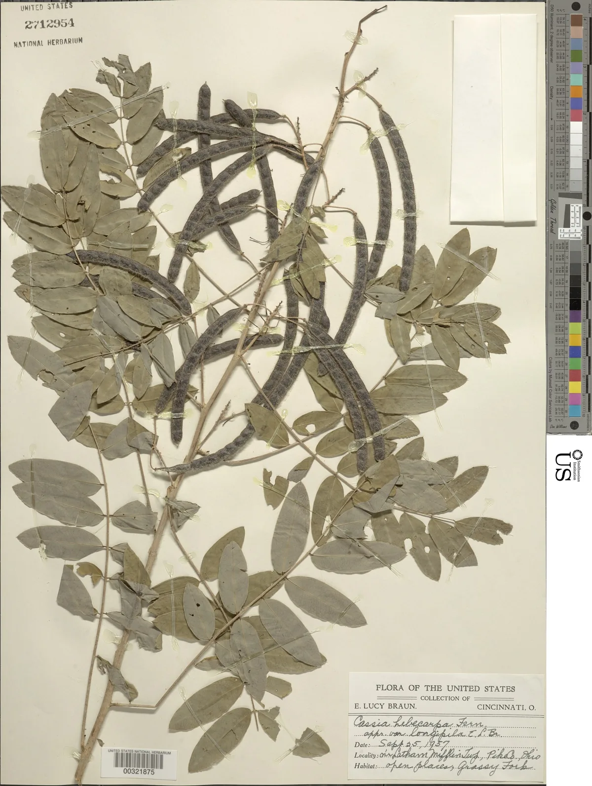Wild Senna (Senna hebecarpa), photograph