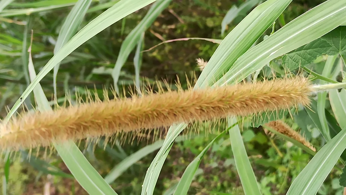 Millet (Setaria italica), photograph