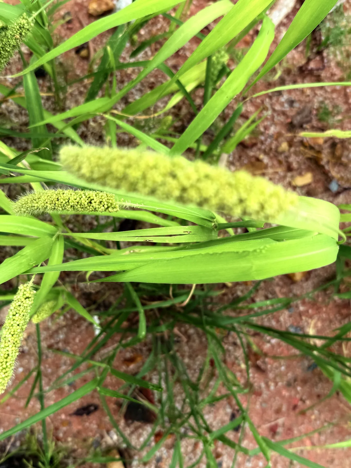 Millet (Setaria italica), photograph