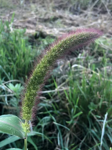 Millet (Setaria italica), photograph
