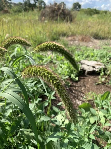 Photo: (c) Brandon Corder, some rights reserved (CC BY) · cc-by · via iNaturalist Millet (Setaria italica), photograph