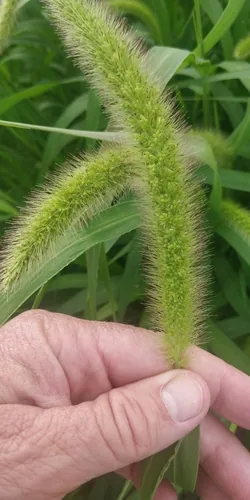 millet (Setaria italica), photograph