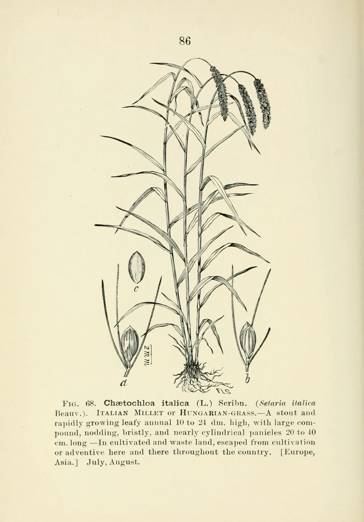 Millet (Setaria italica), botanical illustration