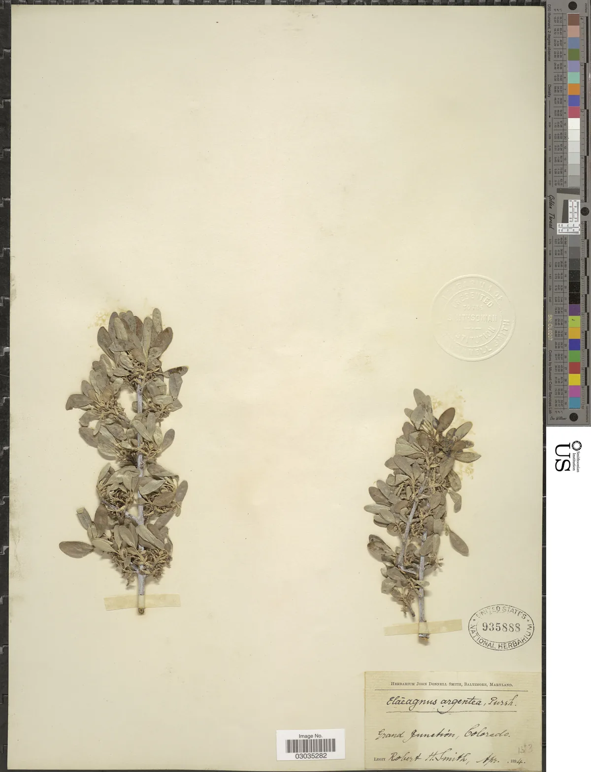 Buffaloberry (Shepherdia argentea), photograph
