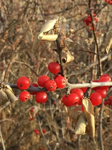 Buffaloberry (Shepherdia argentea), photograph