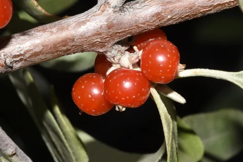 Buffaloberry (Shepherdia argentea), photograph