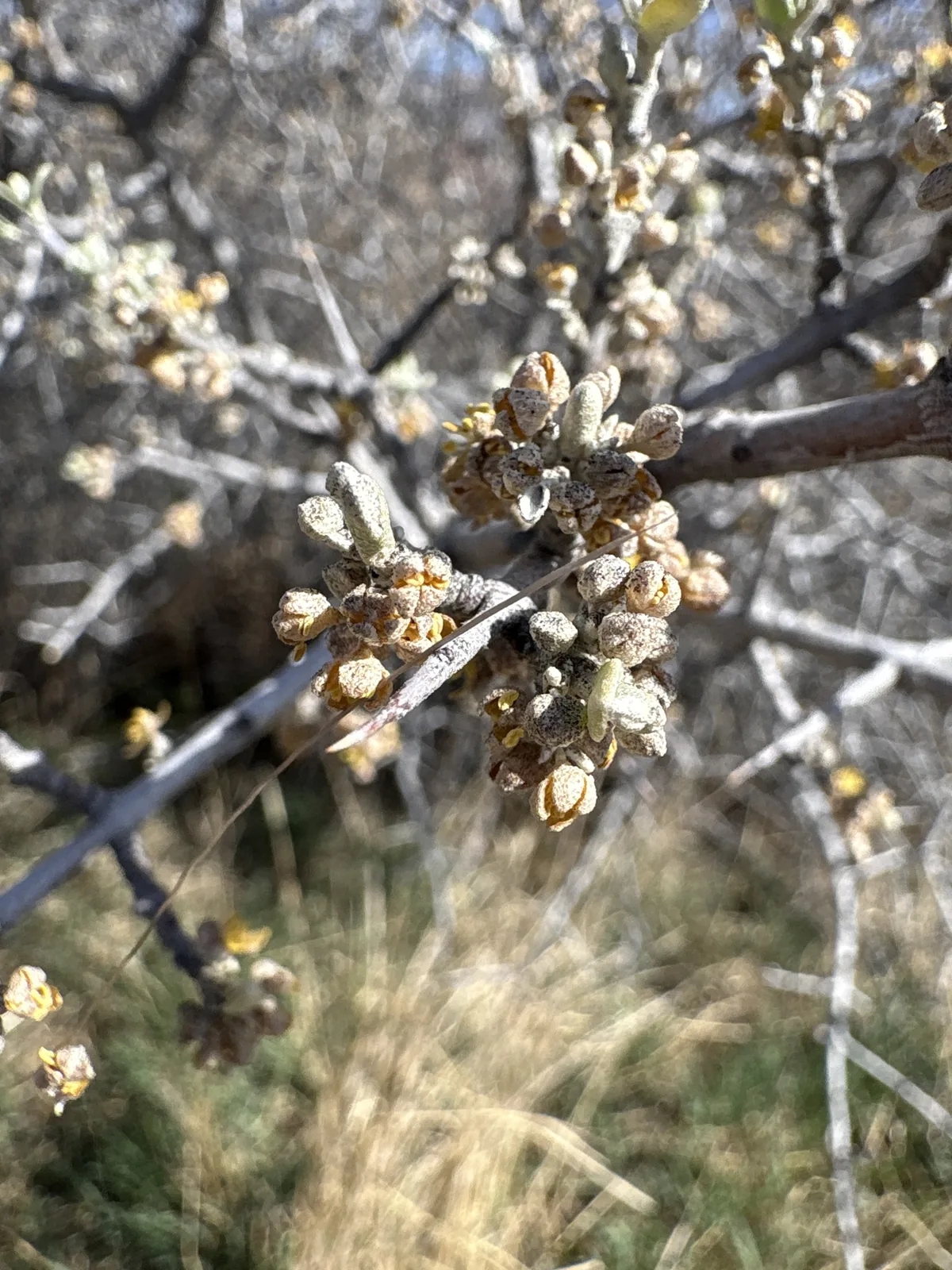Buffaloberry (Shepherdia argentea), photograph