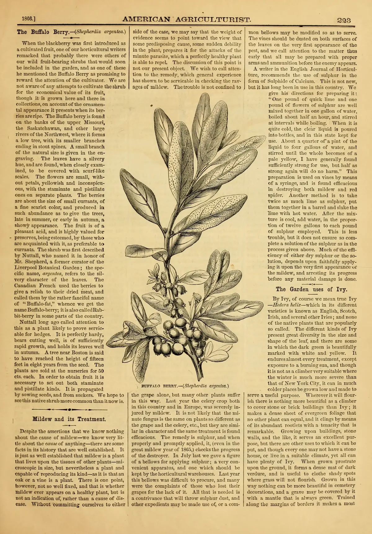 Buffaloberry (Shepherdia argentea), botanical illustration