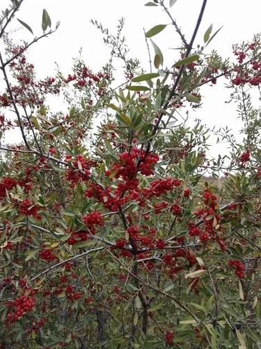 buffaloberry (Shepherdia argentea), photograph
