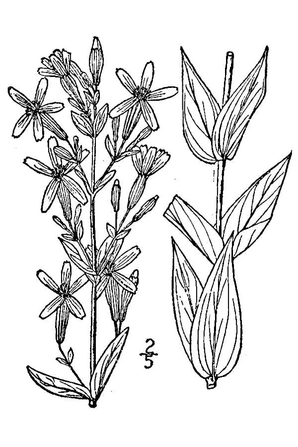 Royal Catchfly (Silene regia), botanical illustration