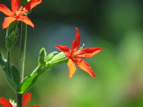 Photo: (c) Paul Roots, some rights reserved · CC BY · via iNaturalist royal catchfly (Silene regia), photograph