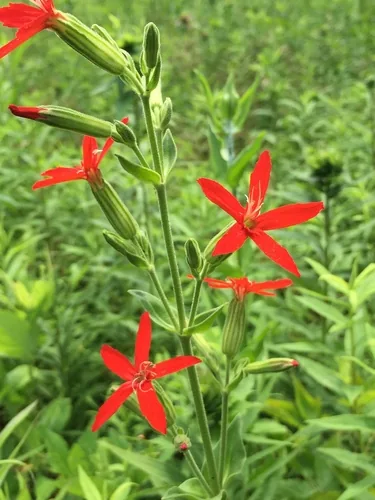 Royal Catchfly (Silene regia), photograph