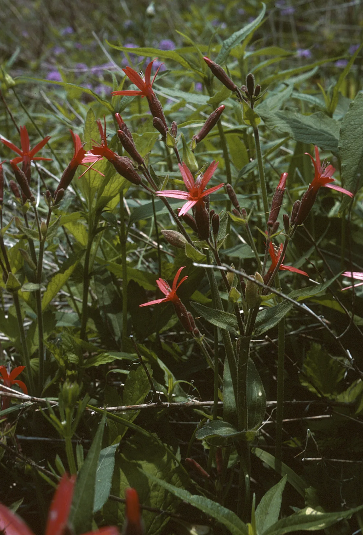 Royal Catchfly (Silene regia), photograph