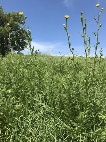 Compass Plant (Silphium laciniatum), photograph