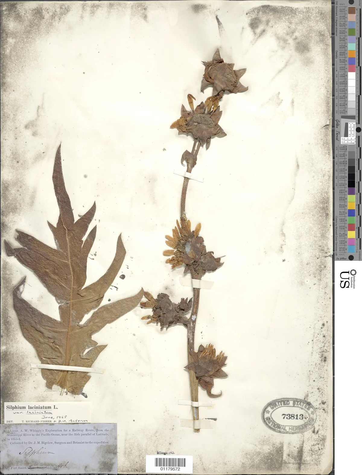 Compass Plant (Silphium laciniatum), photograph