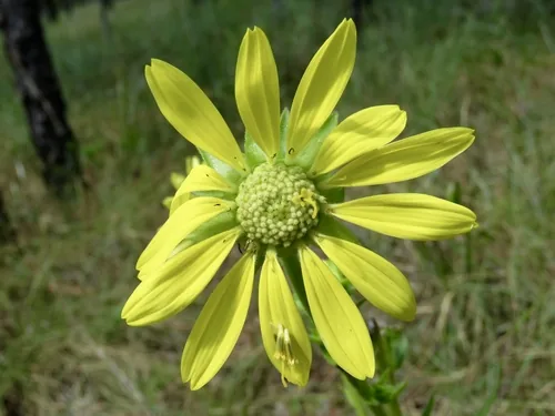 Photo: (c) Laura Clark, some rights reserved · CC BY · via iNaturalist compass plant (Silphium laciniatum), photograph