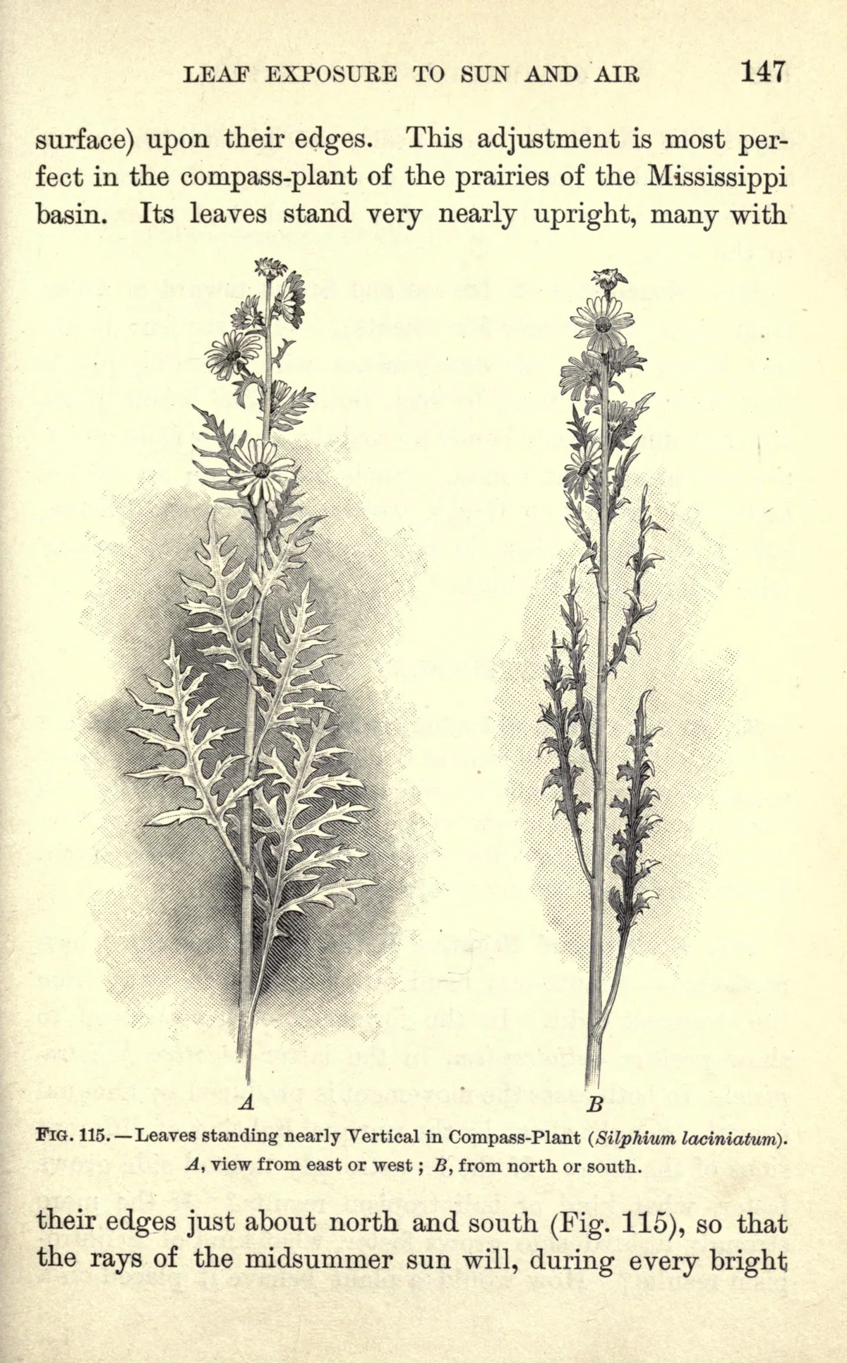 Compass Plant (Silphium laciniatum), botanical illustration