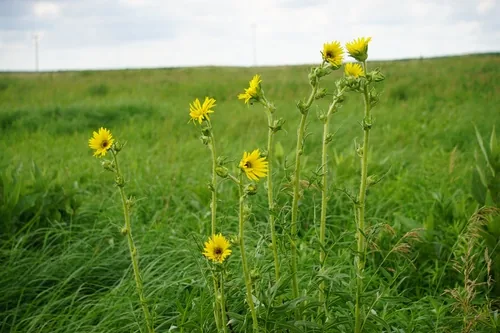 Compass Plant (Silphium laciniatum), photograph