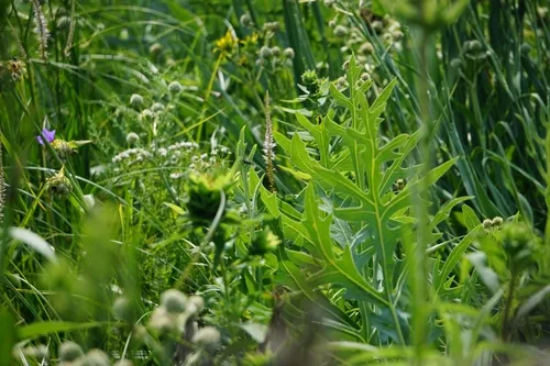 Photo: (c) Mike B, some rights reserved (CC BY-SA) · cc-by-sa · via iNaturalist Compass Plant (Silphium laciniatum), photograph