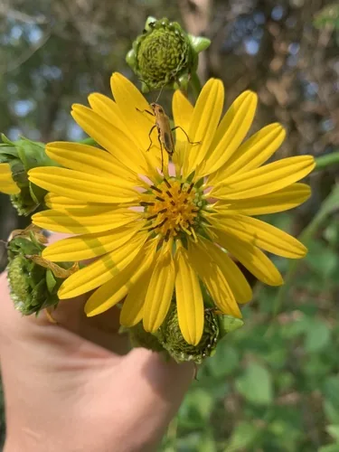 Photo: no rights reserved · CC0 · via iNaturalist cup plant (Silphium perfoliatum), photograph