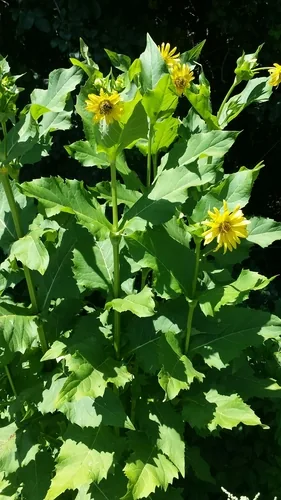 Photo: (c) Tom Norton, some rights reserved (CC BY) · cc-by · via iNaturalist Cup Plant (Silphium perfoliatum), photograph