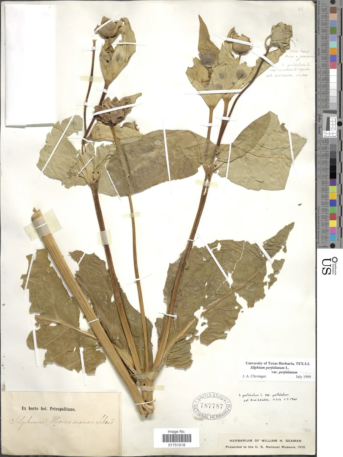 Cup Plant (Silphium perfoliatum), photograph