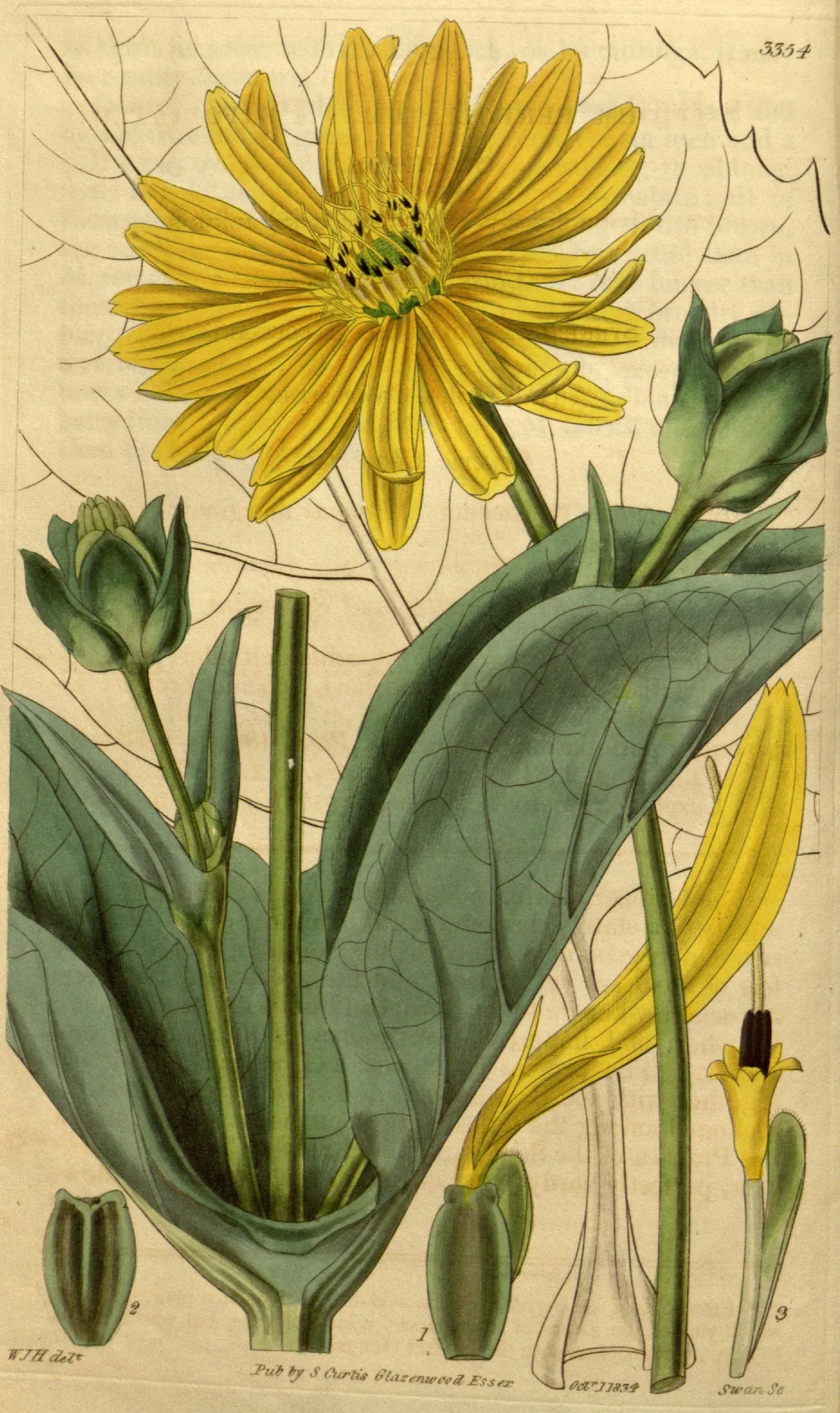 Cup Plant (Silphium perfoliatum), botanical illustration