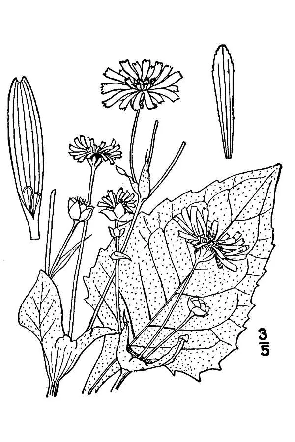Cup Plant (Silphium perfoliatum), botanical illustration