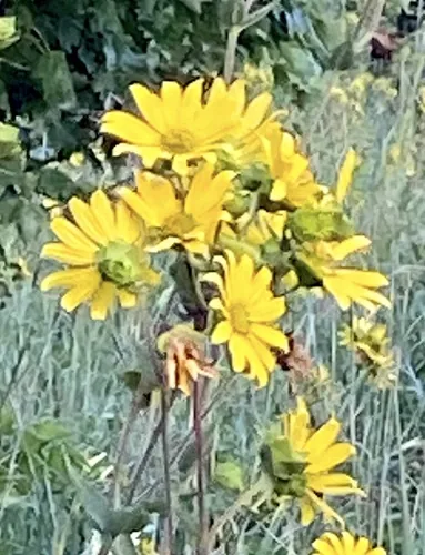 Cup Plant (Silphium perfoliatum), photograph