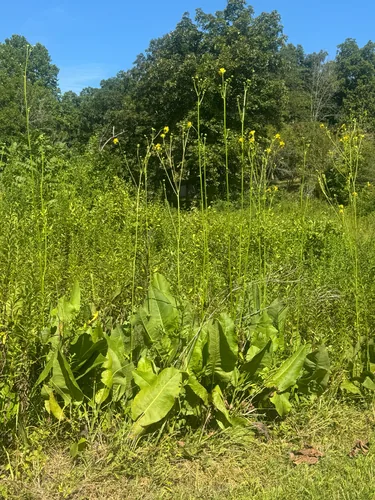 Prairie Dock (Silphium terebinthinaceum), photograph