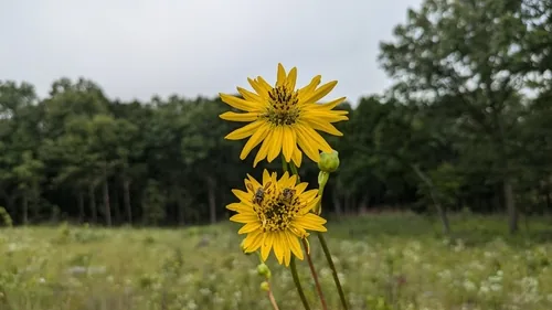 Photo: (c) Peyton Phelps, some rights reserved · CC BY · via iNaturalist prairie dock (Silphium terebinthinaceum), photograph
