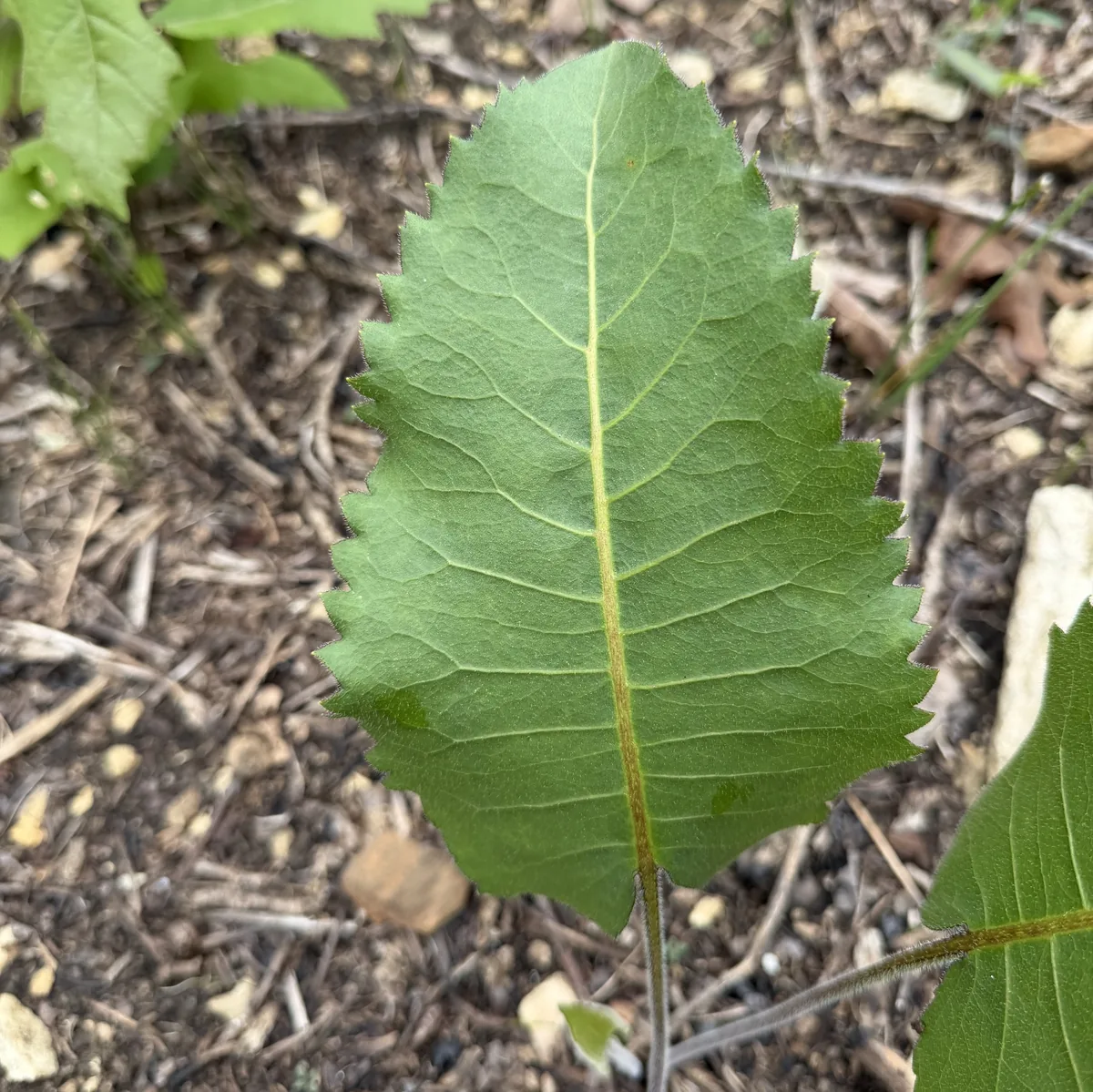 Photo: Conway Hawn, via iNaturalist · CC BY · via GBIF Prairie Dock (Silphium terebinthinaceum), photograph
