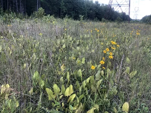 Prairie Dock (Silphium terebinthinaceum), photograph