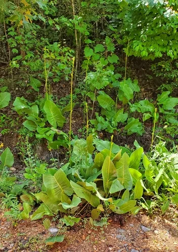 Prairie Dock (Silphium terebinthinaceum), photograph