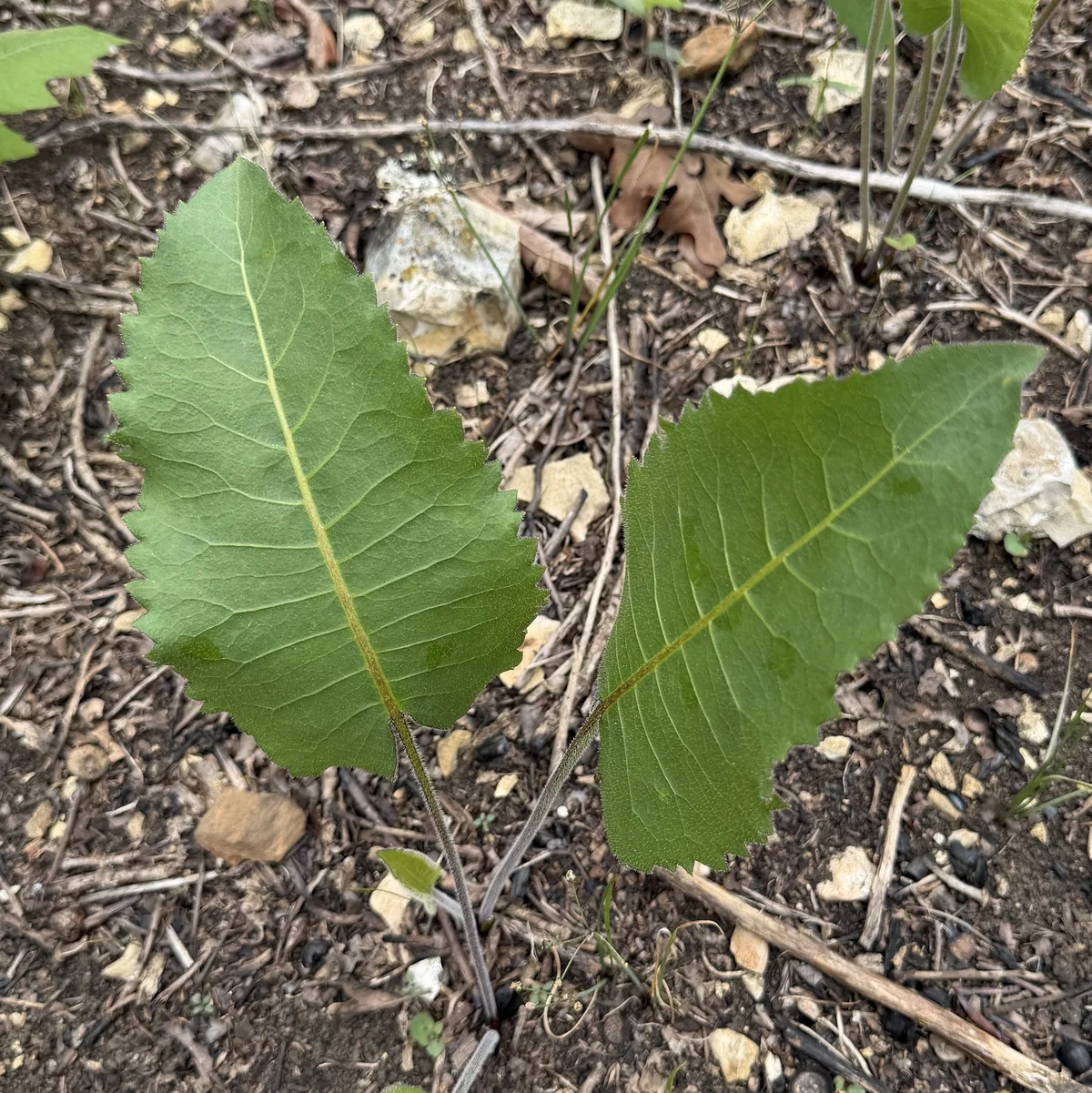 Prairie Dock (Silphium terebinthinaceum), photograph