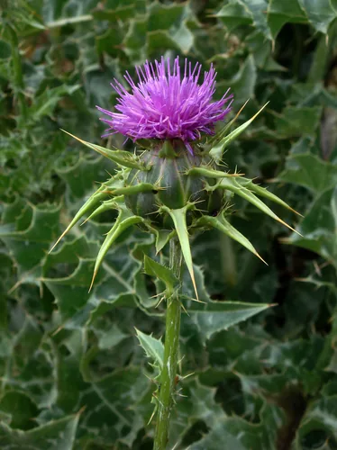 milk thistle (Silybum marianum), photograph