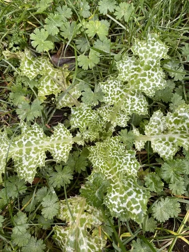 milk thistle (Silybum marianum), photograph