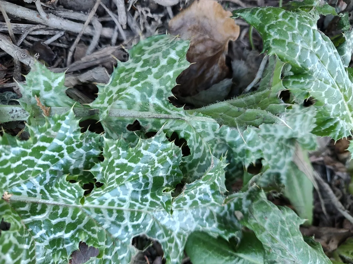 milk thistle (Silybum marianum), photograph