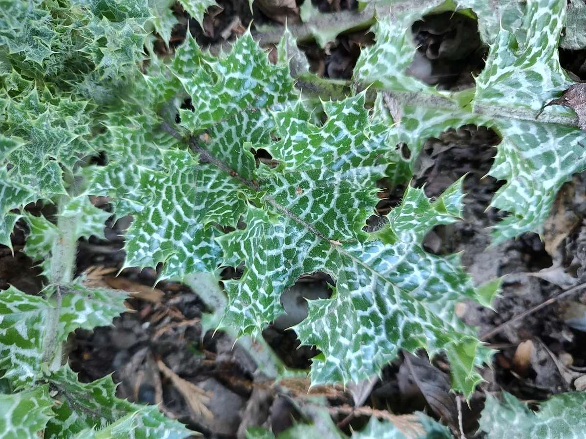milk thistle (Silybum marianum), photograph