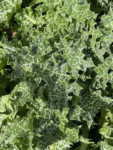 Photo: (c) Bob Walker, some rights reserved · CC BY · via iNaturalist milk thistle (Silybum marianum), photograph