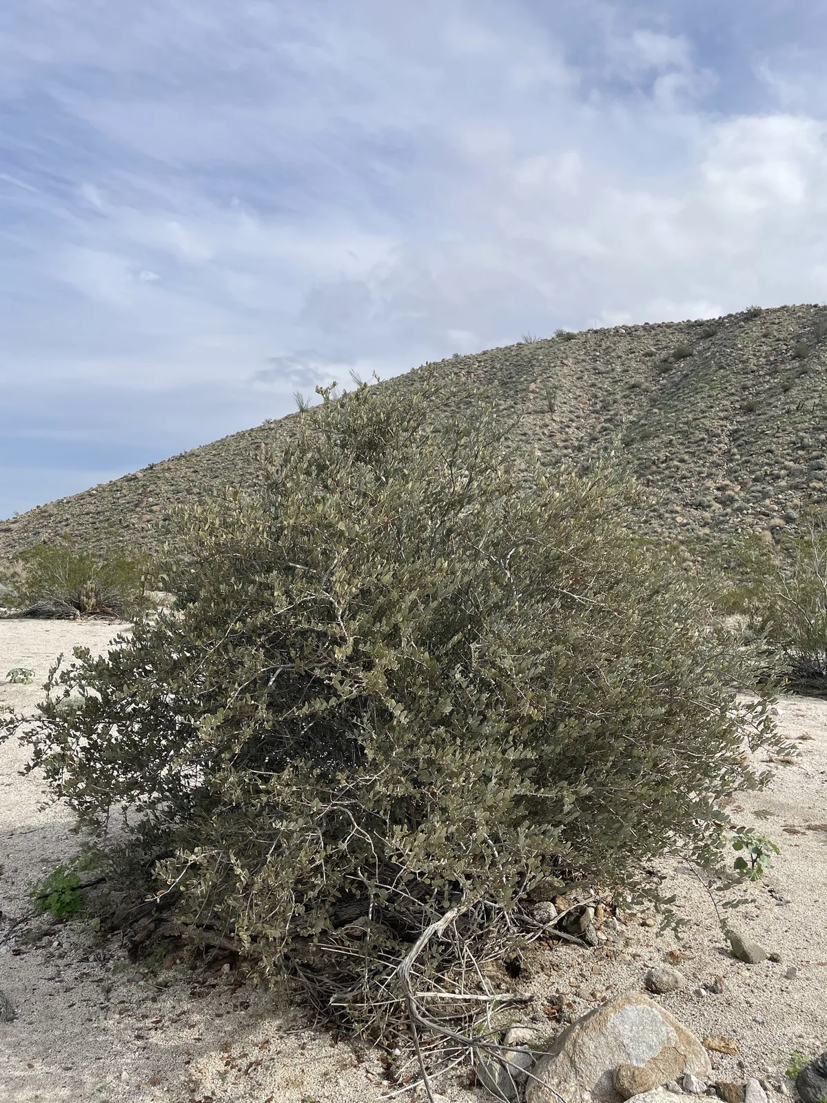 Jojoba (Simmondsia chinensis), photograph